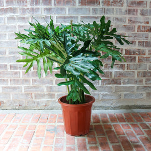 Large Philodendron Selloum (120cm) in Nursery Grow Pot