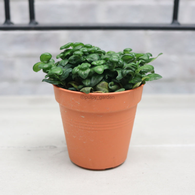 bubble succulent plant Bubble plant Juncus in Nursery Grow Pot – Pulpy Garden