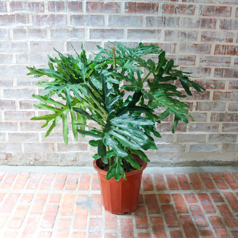 Large Philodendron Selloum (120cm) in Nursery Grow Pot