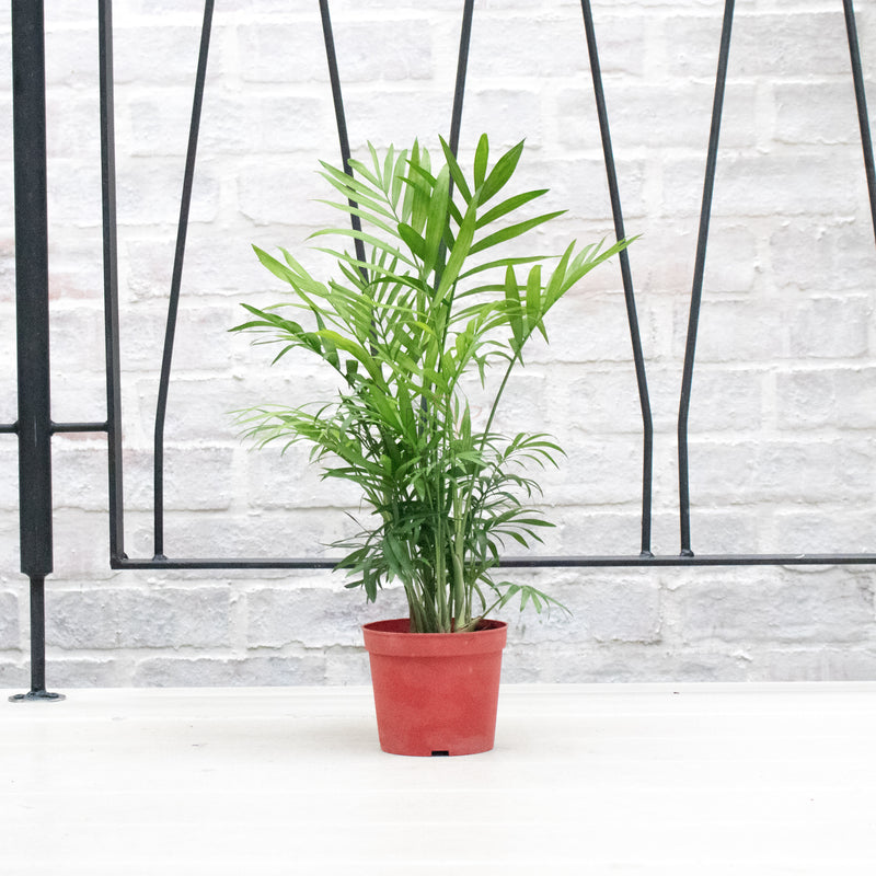 Chamaedorea elegans in Nursery Grow Pot
