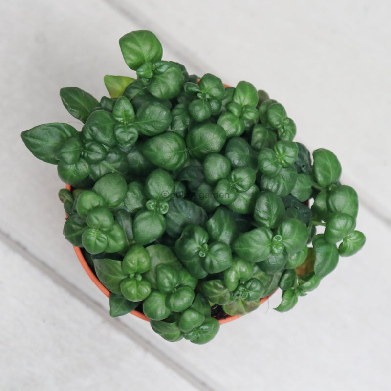 Bubble plant Juncus in Nursery Grow Pot