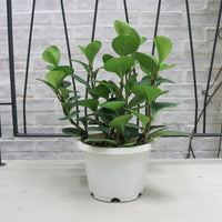 Peperomia obtusifolia Green (L) in Nursery Grow Pot