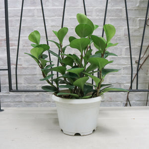 Peperomia obtusifolia Green (L) in Nursery Grow Pot