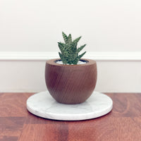 TeaCup Teak Wood Planter