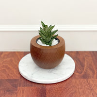 TeaCup Teak Wood Planter