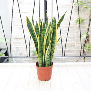 Large Sansevieria trifasciata Laurentii (80cm) - ‘Mother-in-law’s Tongue’ in Nursery Grow Pot