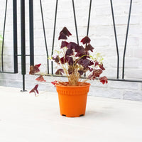 Oxalis Triangularis (Purple Shamrock) in Nursery Grow Pot