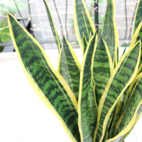 Large Sansevieria trifasciata Laurentii (80cm) - ‘Mother-in-law’s Tongue’ in Nursery Grow Pot