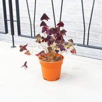 Oxalis Triangularis (Purple Shamrock) in Nursery Grow Pot