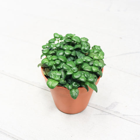 Bubble plant Juncus in Nursery Grow Pot – Pulpy Garden