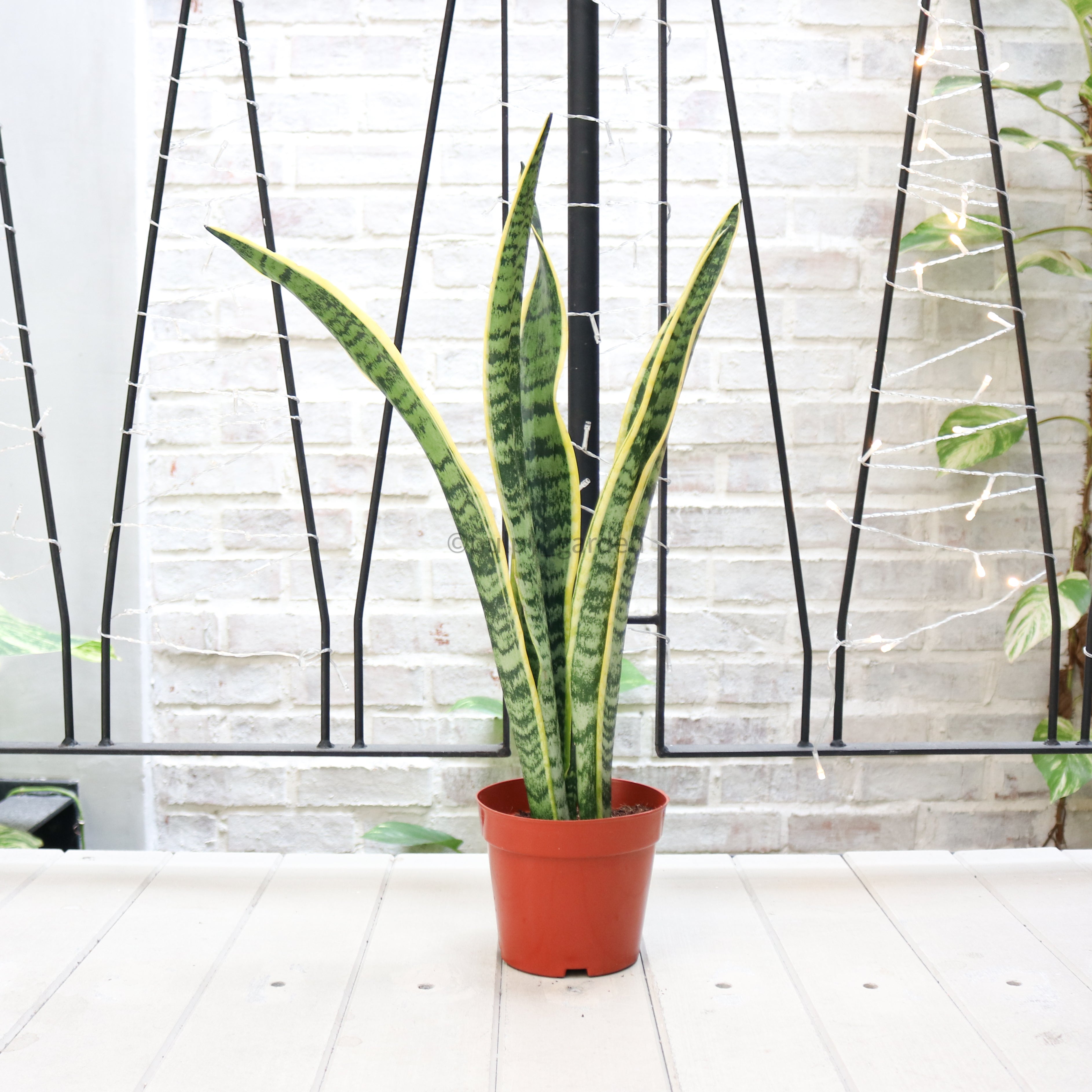 Sansevieria trifasciata Laurentii (65cm) - ‘Mother-in-law’s Tongue’ in Nursery Grow Pot