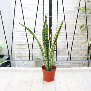 Sansevieria trifasciata Laurentii (65cm) - ‘Mother-in-law’s Tongue’ in Nursery Grow Pot