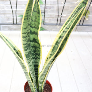 Sansevieria trifasciata Laurentii (65cm) - ‘Mother-in-law’s Tongue’ in Nursery Grow Pot