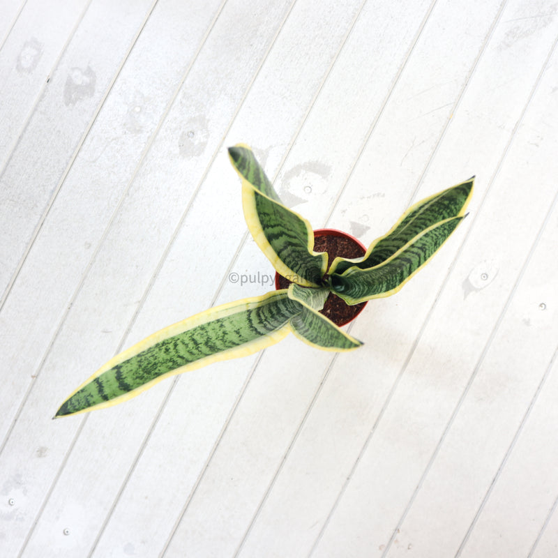 Sansevieria trifasciata Laurentii (65cm) - ‘Mother-in-law’s Tongue’ in Nursery Grow Pot