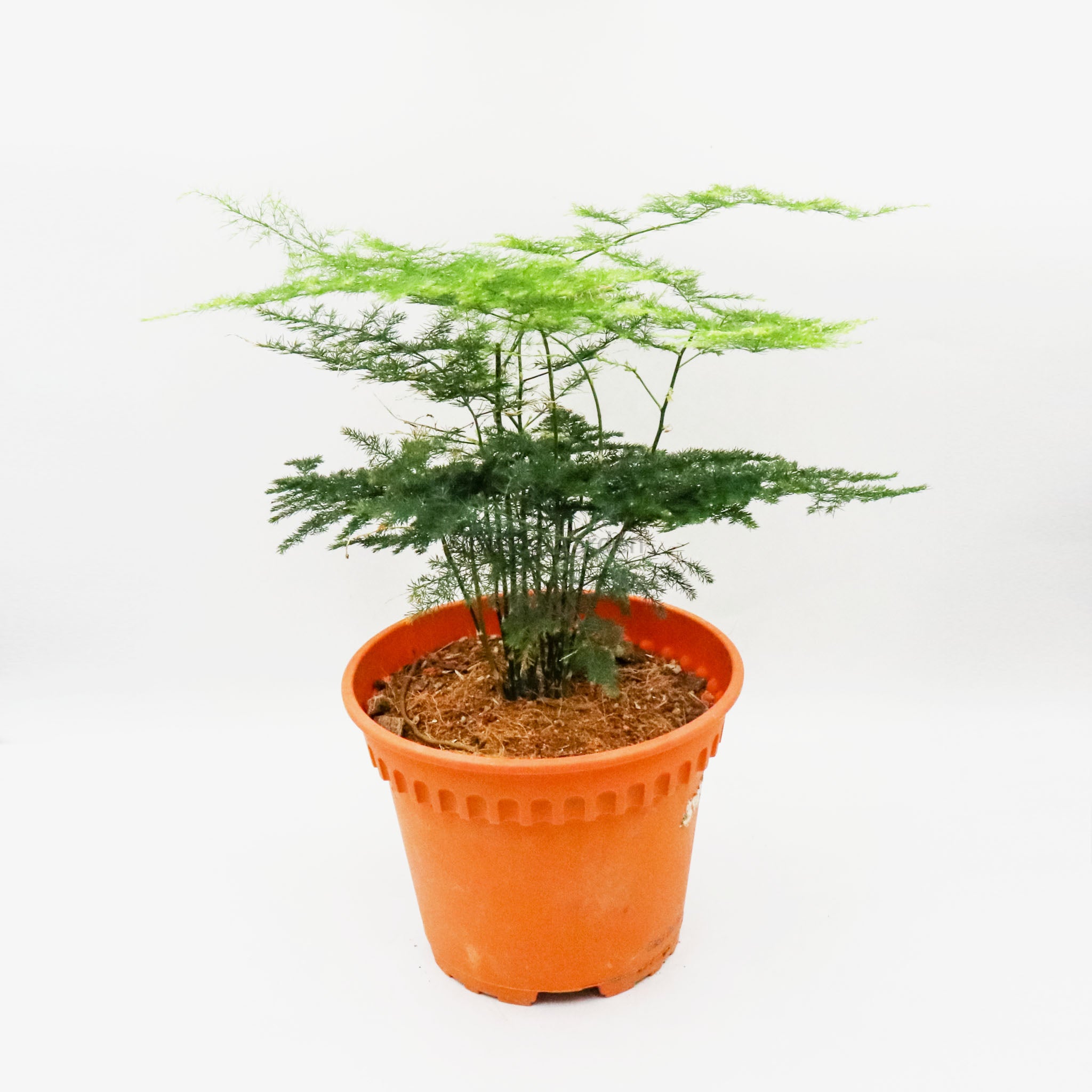 asparagus plant pot Asparagus Fern in Nursery Grow Pot – Pulpy Garden