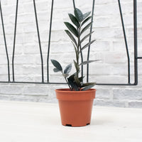 Raven ZZ plant in Nursery Grow Pot (RARE)