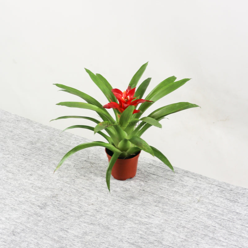 Bromeliad in Nursery Grow Pot