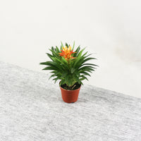Bromeliad in Nursery Grow Pot