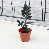 Raven ZZ plant in Nursery Grow Pot (RARE)