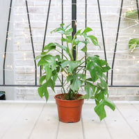 Monstera minima in Nursery Grow Pot