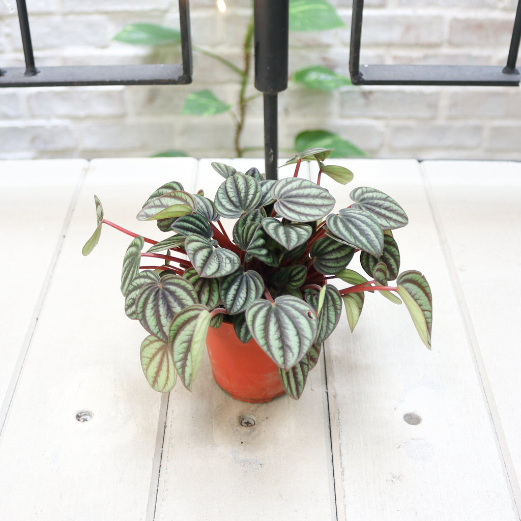 Peperomia caperata 'Silver Ripple’ in Nursery Grow Pot