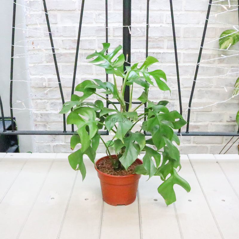 Monstera minima in Nursery Grow Pot