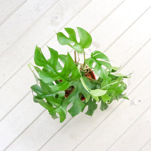 Monstera minima in Nursery Grow Pot