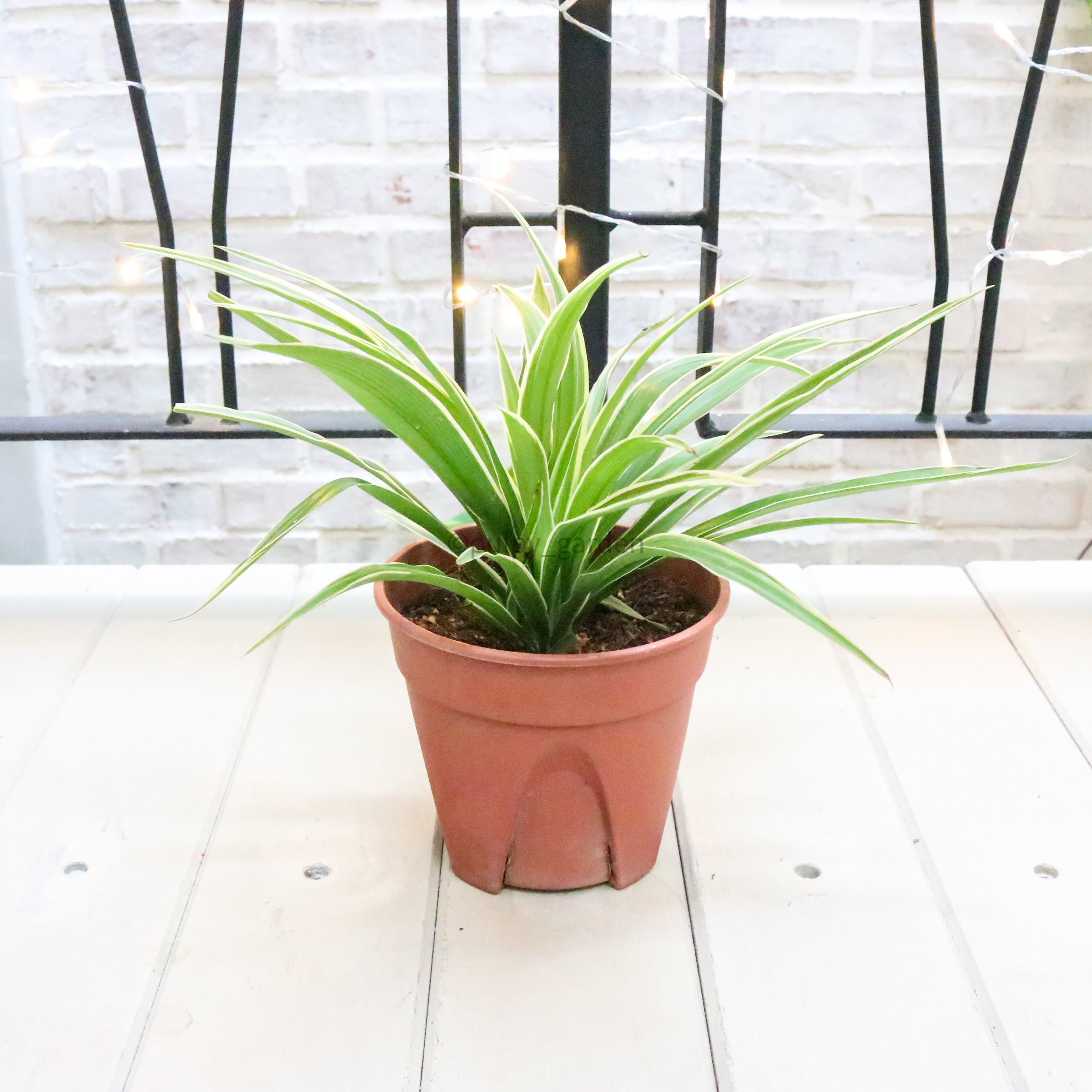 spider plant india Chlorophytum Comosum 'Ocean Spider Plant' in Nursery Grow Pot – Pulpy Garden