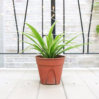 Chlorophytum Comosum ‘Ocean Spider Plant’ in Nursery Grow Pot