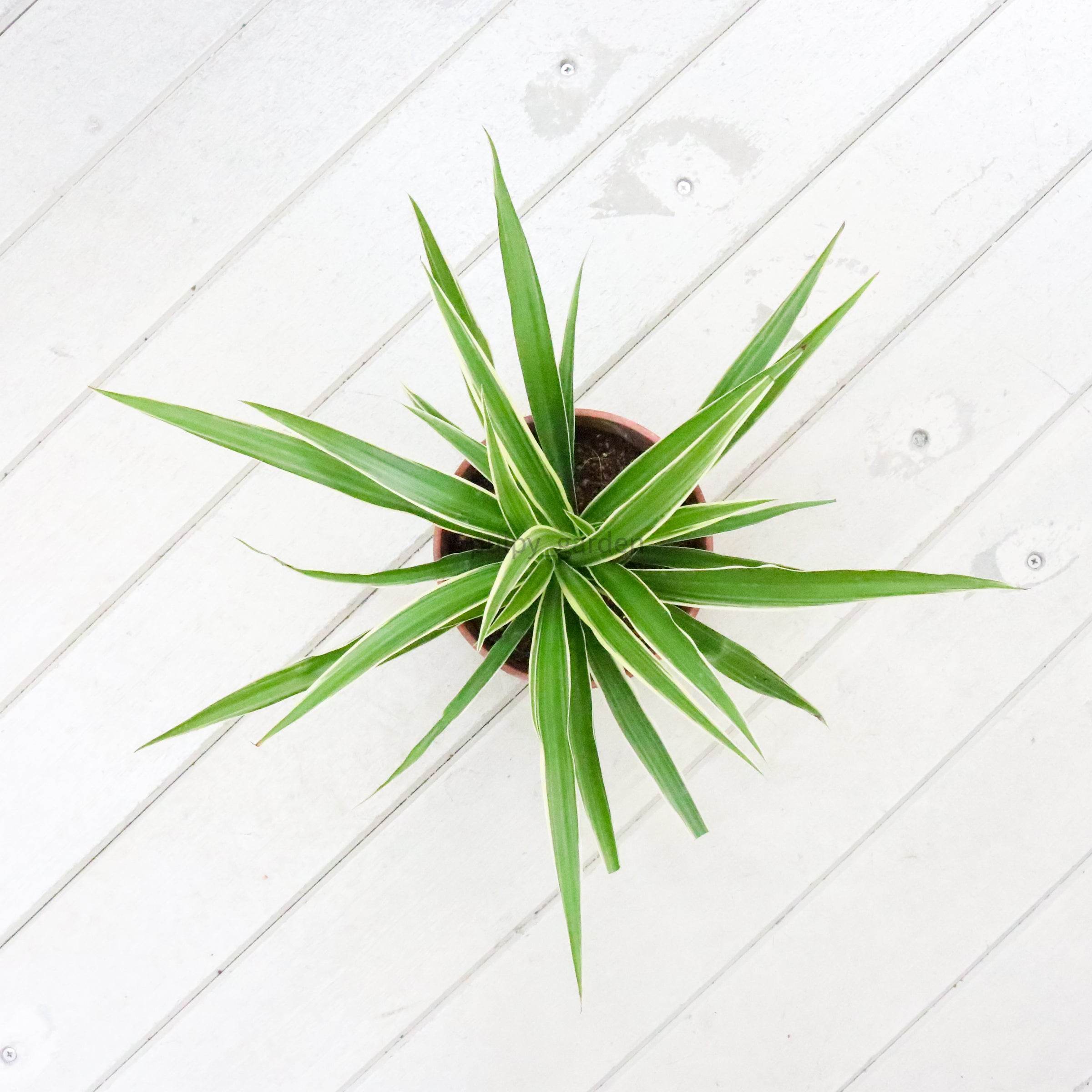 10+ Ocean Spider Plant Chlorophytum Comosum ‘Ocean Spider Plant’ in Nursery Grow Pot – Pulpy