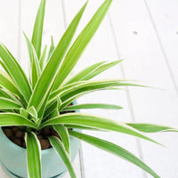 Spider Plant Ocean – The Fernseed