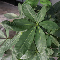 Large Pachira (3in1) in Nursery Grow Pot (220cm) (发财树 - Fa Cai Shu)