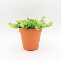 Peperomia rotundifolia Plant in Nursery Grow Pot