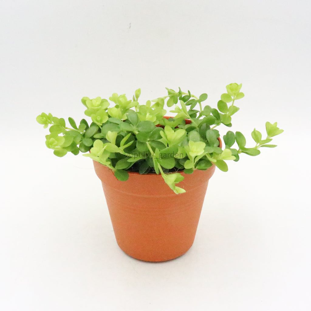 Peperomia rotundifolia Plant in Nursery Grow Pot