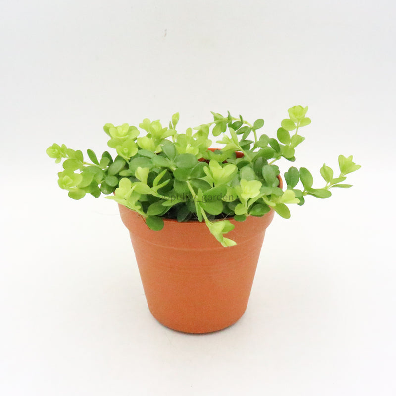 Peperomia rotundifolia Plant in Nursery Grow Pot