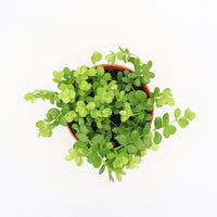 Peperomia rotundifolia Plant in Nursery Grow Pot