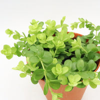 Peperomia rotundifolia Plant in Nursery Grow Pot