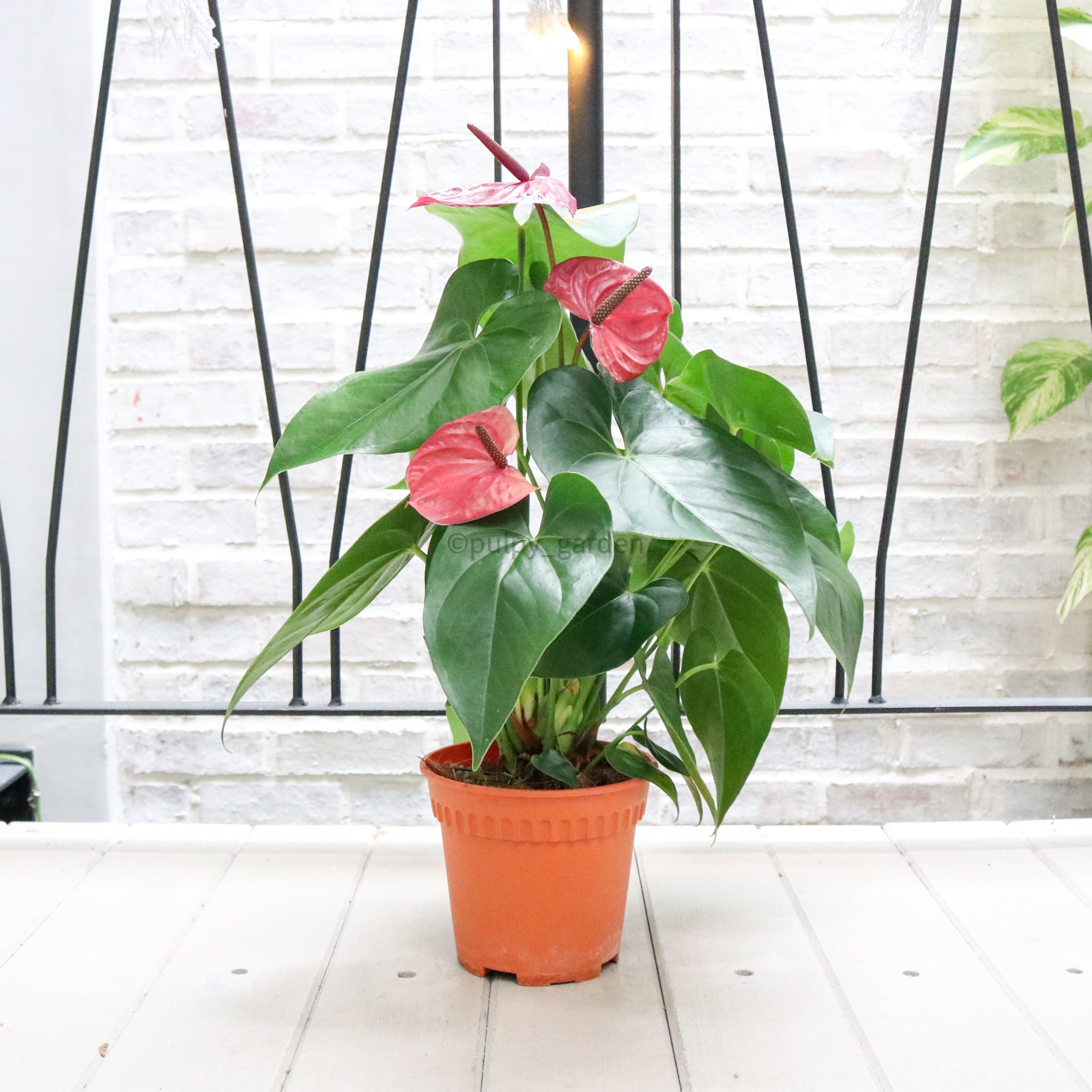 anthurium andraeanum size Anthurium andraeanum (New Pink/RED) in Nursery Grow Pot – Pulpy Garden