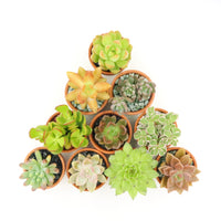 Succulent in Terracotta Planter (RANDOM)