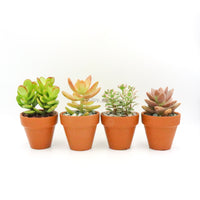 Succulent in Terracotta Planter (RANDOM)