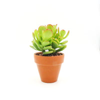 Succulent in Terracotta Planter (RANDOM)