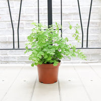 Maidenhair Fern in Nursery Grow Pot