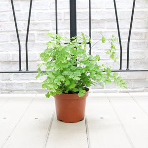 Maidenhair Fern in Nursery Grow Pot