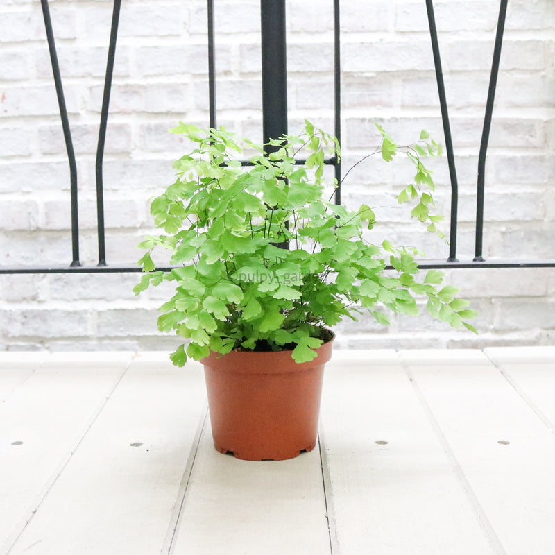 Maidenhair Fern in Nursery Grow Pot