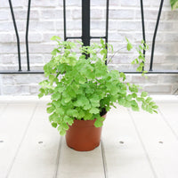 Maidenhair Fern in Nursery Grow Pot