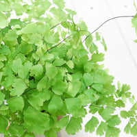 Maidenhair Fern in Nursery Grow Pot