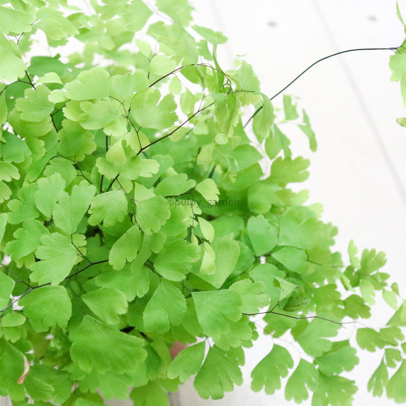 Maidenhair Fern in Nursery Grow Pot