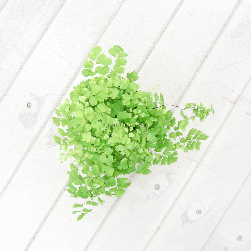 Maidenhair Fern in Nursery Grow Pot