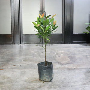 Large Happiness tree (100cm) in Nursery Grow Pot