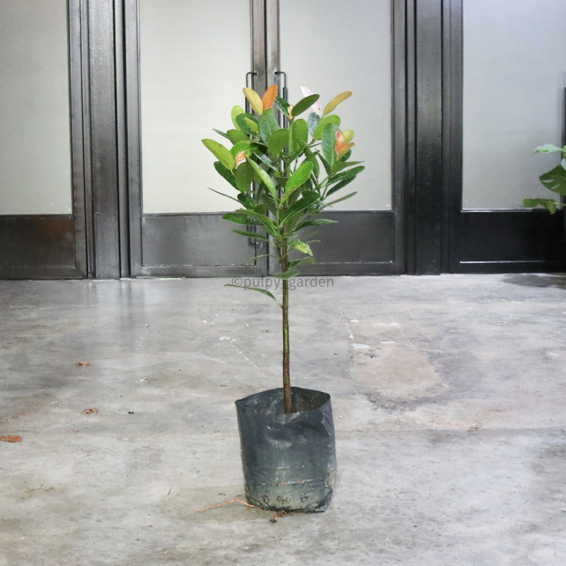 Large Happiness tree (100cm) in Nursery Grow Pot